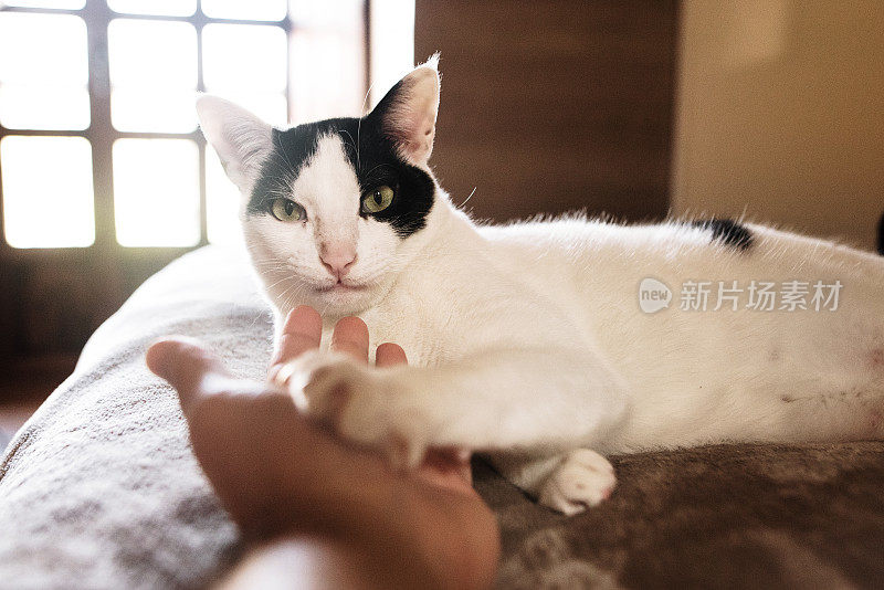 用手抚摸着猫