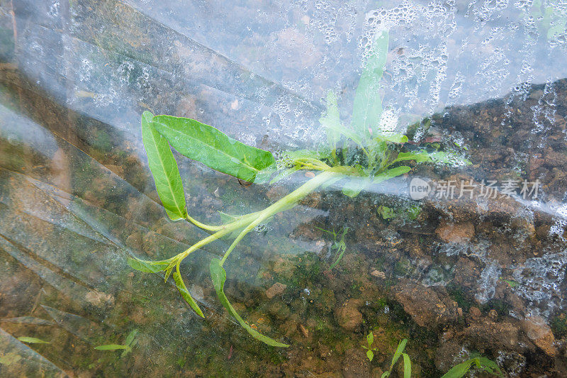 春季在温室里浇菠菜田树苗