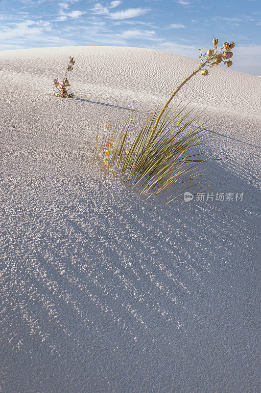 生长在美国新墨西哥州南部明亮的白色沙漠上的丝兰