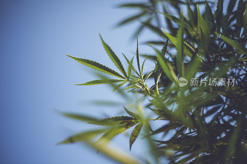 大麻植物蓝天