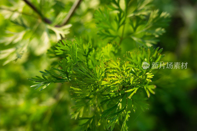 香菜在阳光下的春天在农田里开花