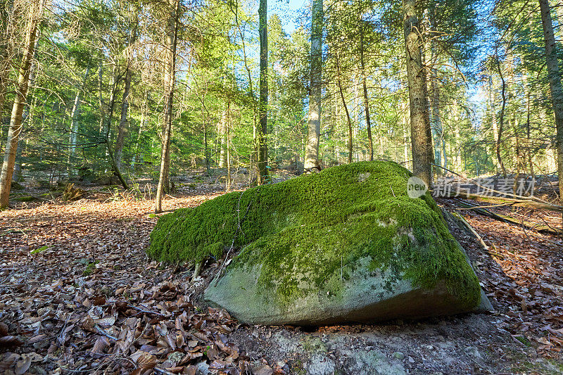 欧洲森林中的一块大石头上长着厚厚的绿色苔藓