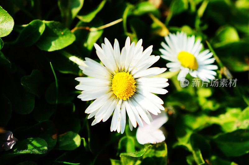 2朵面向阳光的小白花