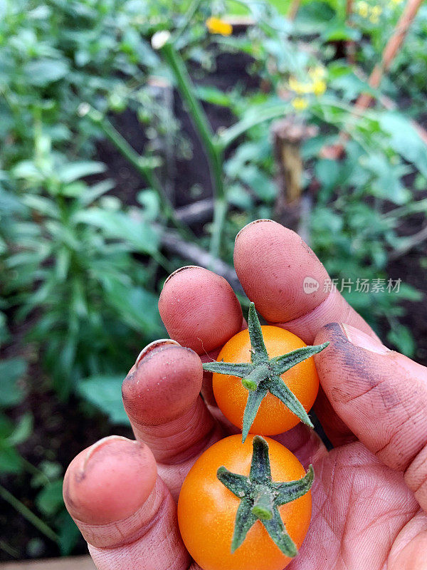 园丁在有机花园的藤蔓上种植五颜六色的橙色樱桃番茄