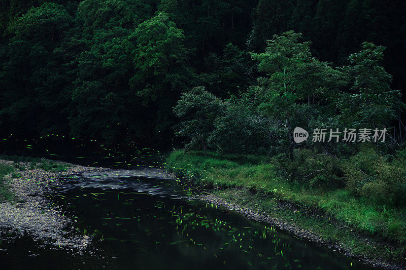 夜间森林里一条河的上空萤火虫在发光