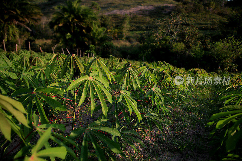 巴伊亚的木薯种植园