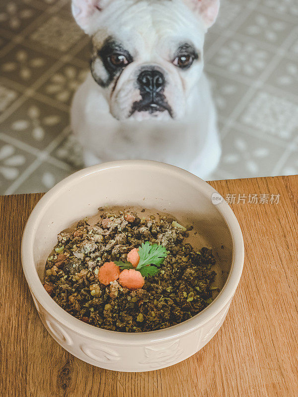 法国斗牛犬看着一碗自制的狗粮，牛肉饭