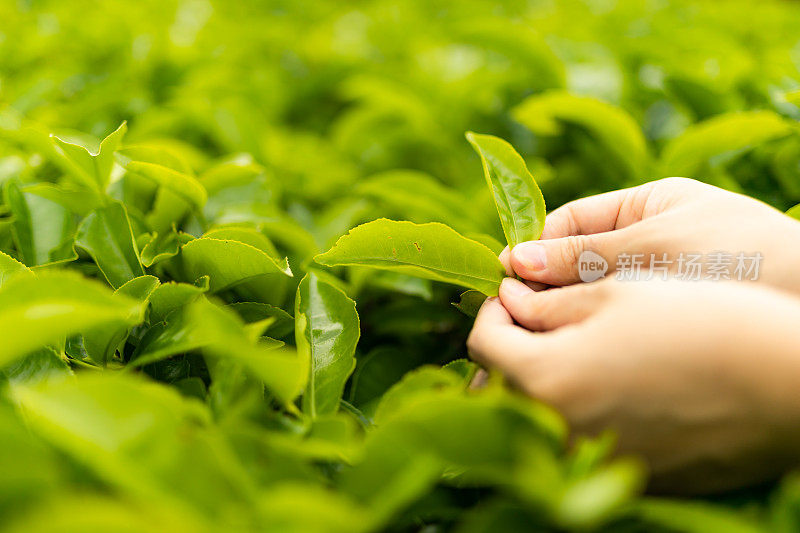 近距离看亚洲妇女的手拿着茶叶，她在种植园里采摘。