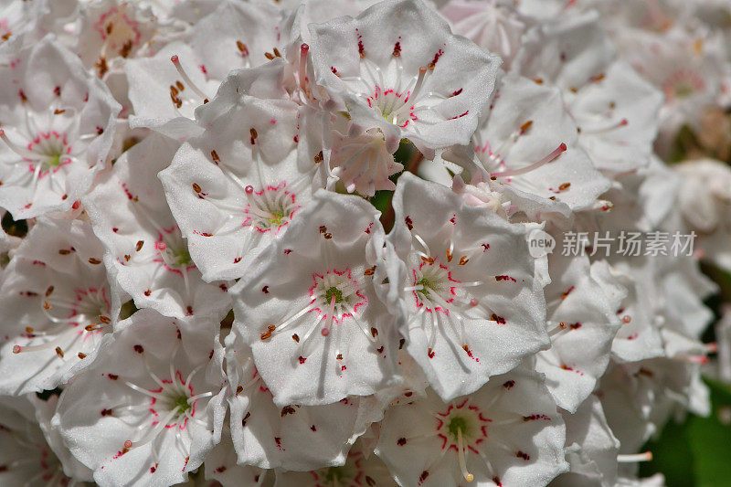 山月桂花