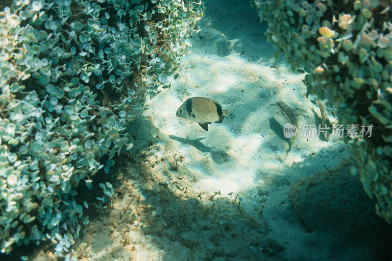 海洋生物