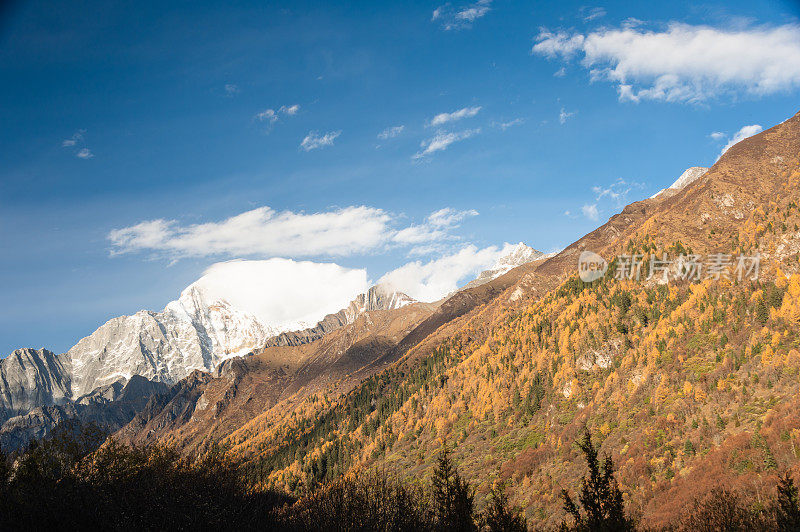 森林和树木景观纹理背景，色彩斑斓的自然景观风景亚丁，香格里拉，中国，西藏山区的秋天