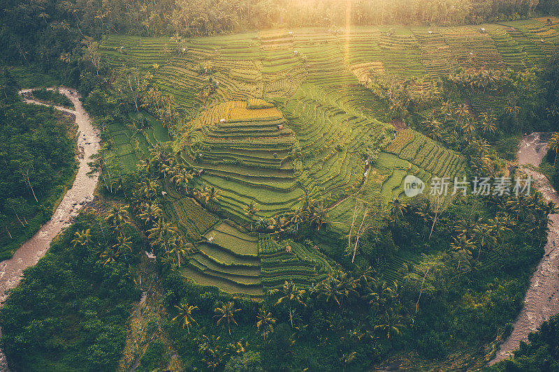 巴厘岛，日出时稻田的鸟瞰图。