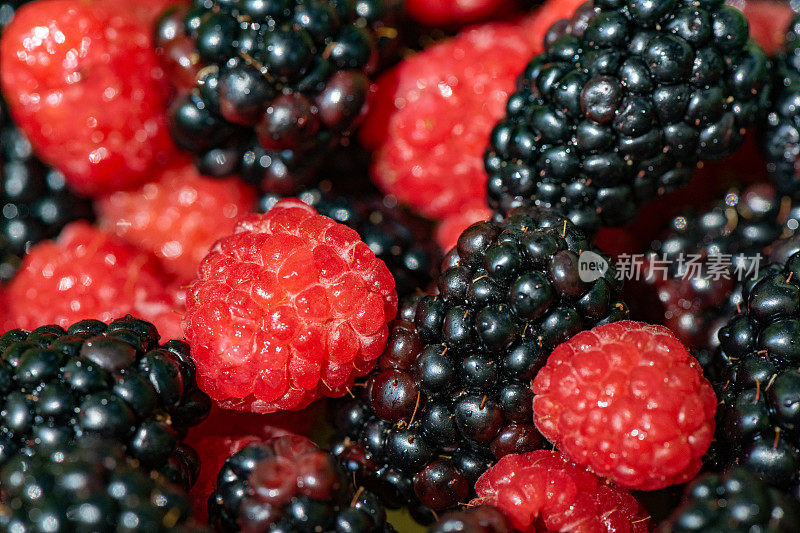 美国加州的新鲜莓果和黑莓