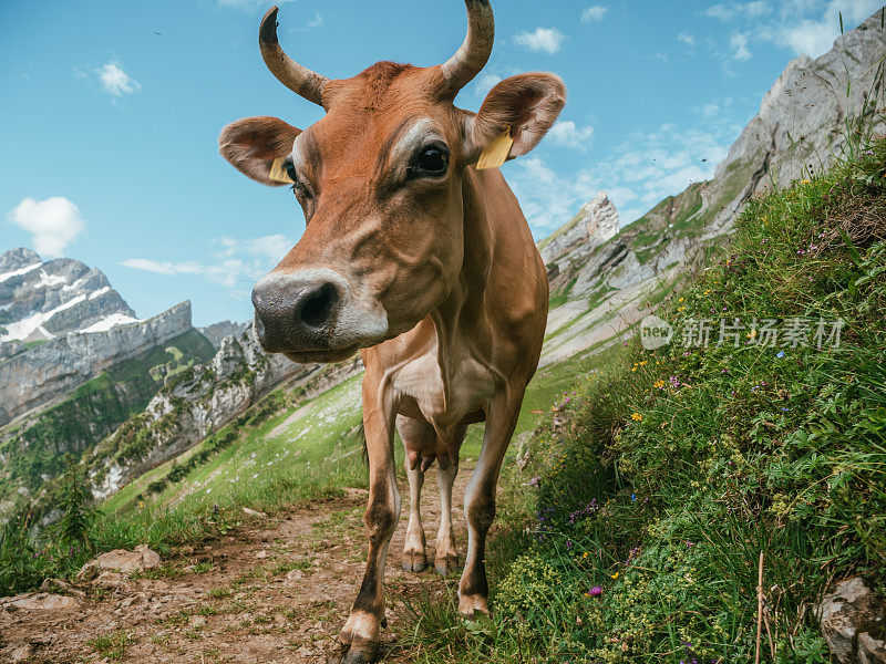 山路上的阿彭策勒牛的肖像