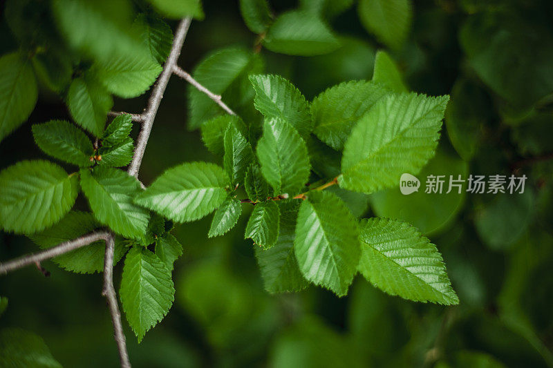 绿叶作为背景-一堵树叶墙