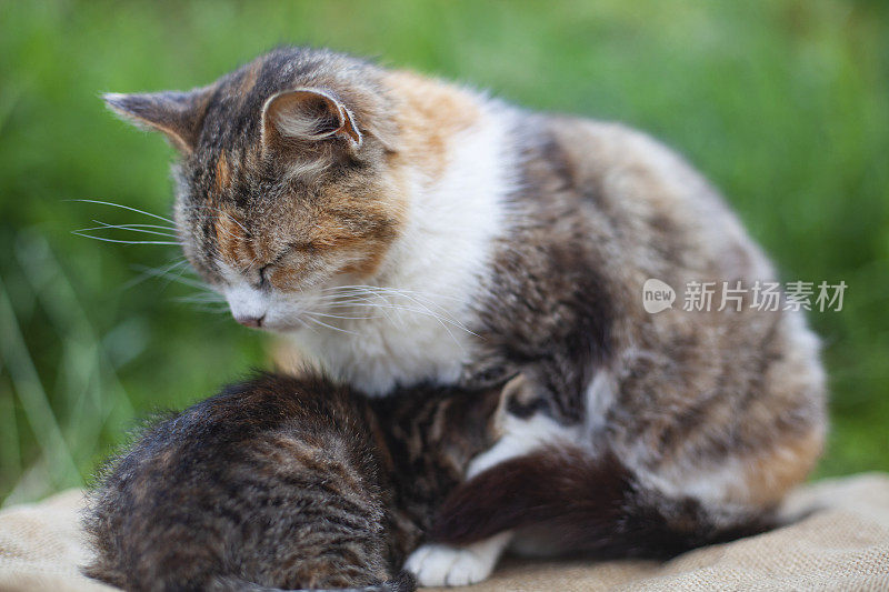 猫妈妈在后院喂小猫的特写