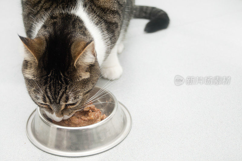 湿菜盘和饥饿的猫吃。