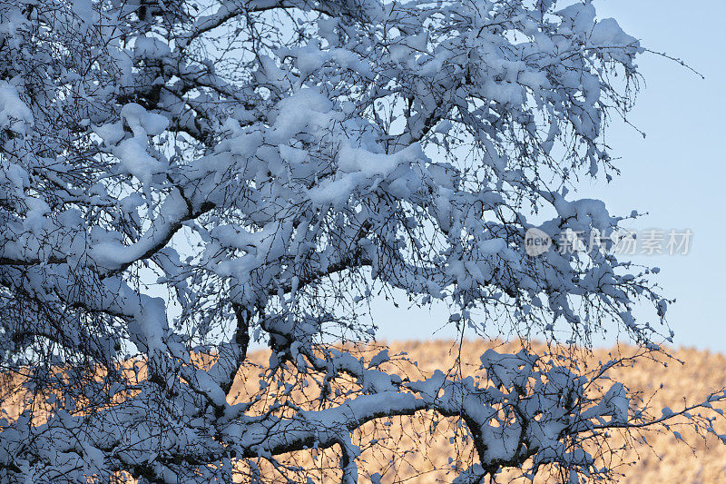 蓝树和橙山在初冬清晨日出后下雪