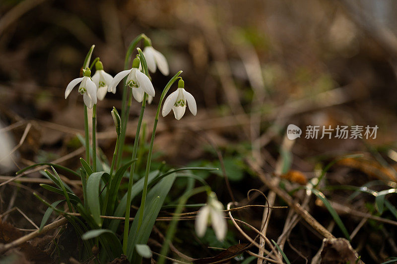 森林地上的雪花莲