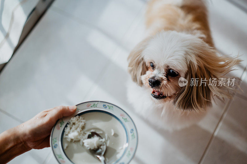 等待喂食的狗