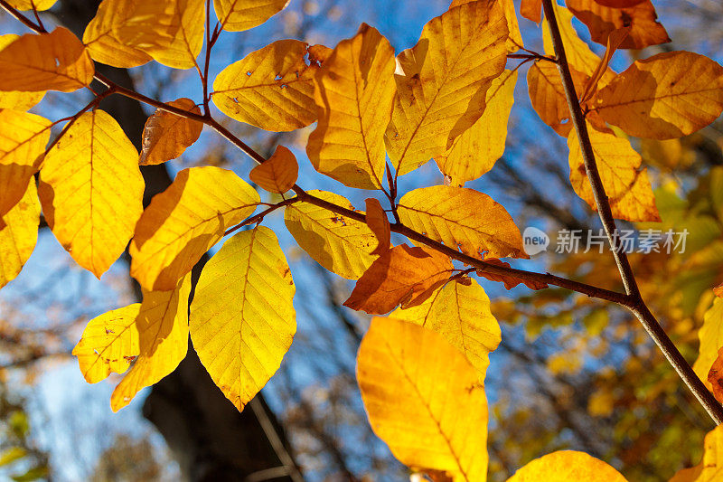 金色的秋叶映衬着蓝天