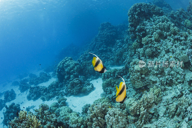 红海旗鱼鱼水下海洋生物珊瑚礁水下照片水肺潜水员的观点