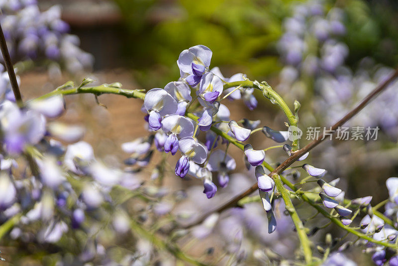 紫藤在春天开花