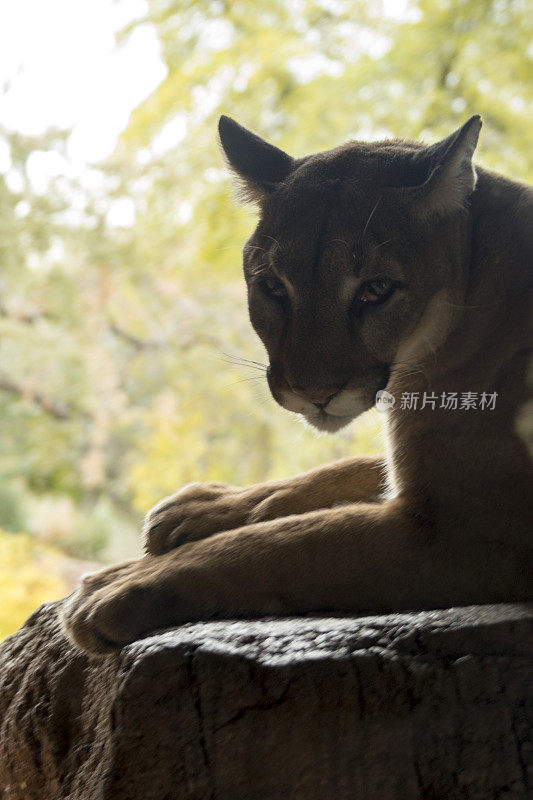 侧面视图美洲狮(山狮)从亚利桑那州山区