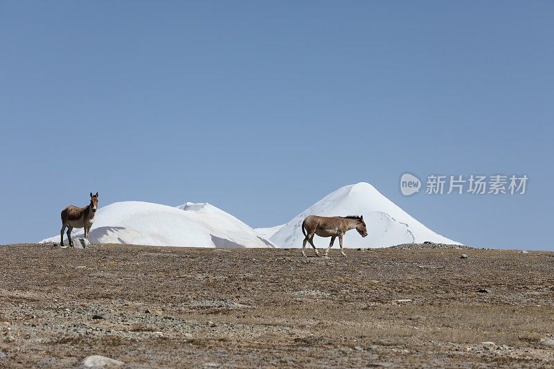 两只西藏野驴在西藏雪山脚下