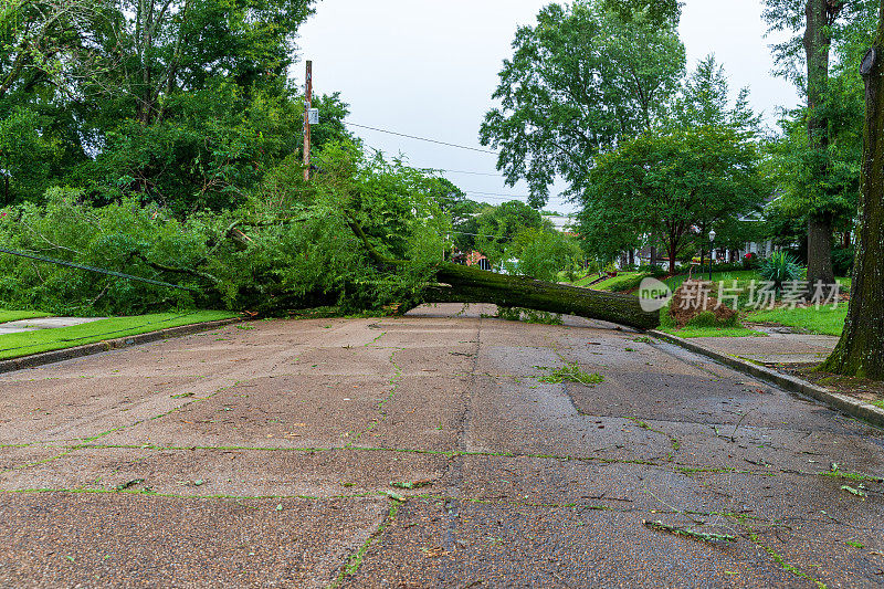 倒下的大树挡住了通往社区街道的路。