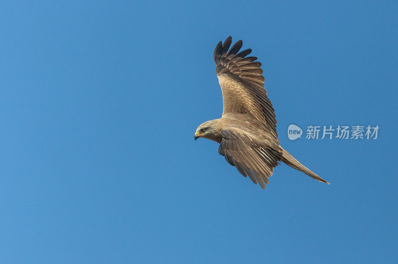 黑飞风筝