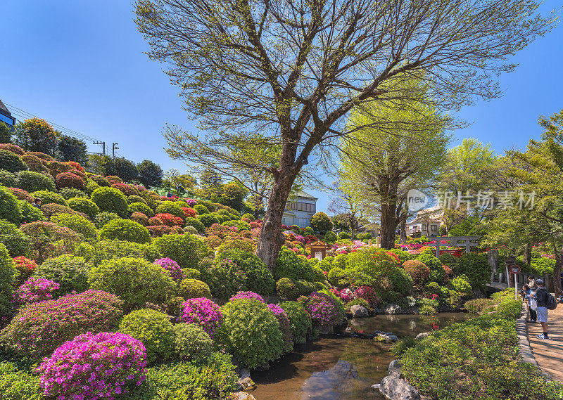杜鹃花节在日本神社根津花园的斜坡上。
