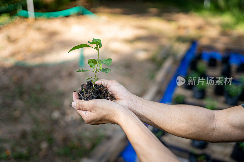 近距离拍摄，成年企鹅抱着一株正在生长的植物。