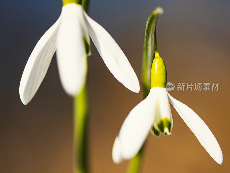 雪花莲