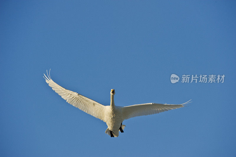 大天鹅，大天鹅，是一种北半球的大天鹅。它是旧世界的北美号手天鹅。日本北海道岛草沙罗湖。飞行。冬天。阿坎人国家公园。