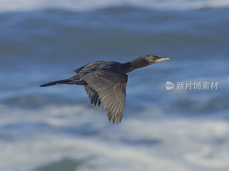 一只新热带鸬鹚在智利南部飞越太平洋