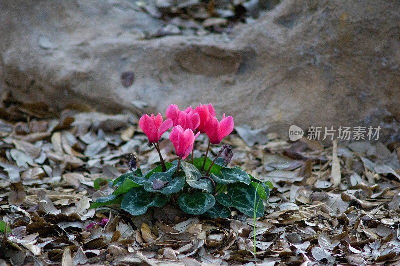 粉色仙客来植物