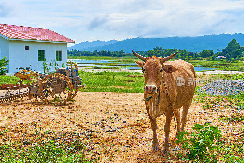 在一个热带岛屿上的亚洲村庄里，一头奶牛在一个小型的私人路边农场上吃草