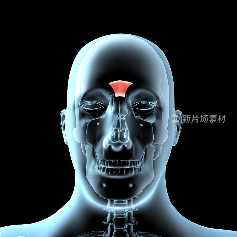 三维插图的前视肌解剖位置在x光体