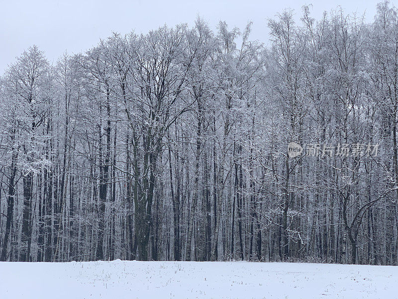 冬季景观积雪的落叶林