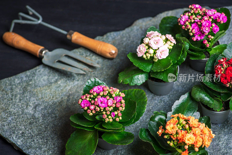 用于家庭装饰和重新种植的盆花