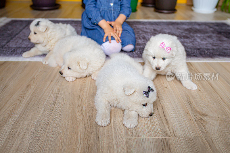 萨摩耶犬是我最好的朋友