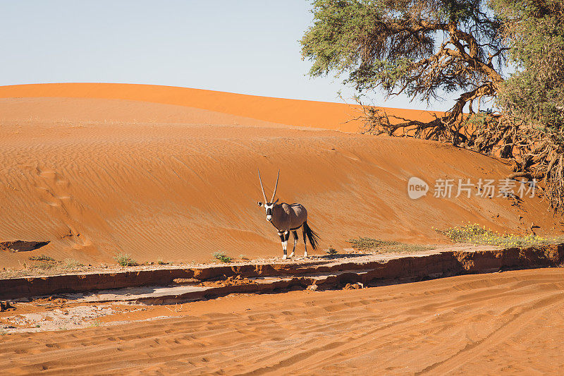 纳米比亚Sossuvlei，日出时，在沙丘间行走的羚羊