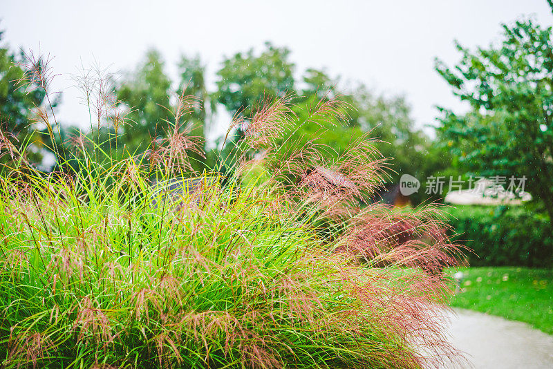 在一个雨天，布什在花园里