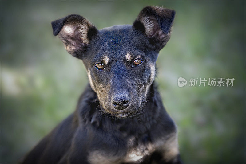 澳大利亚水怪牧羊犬