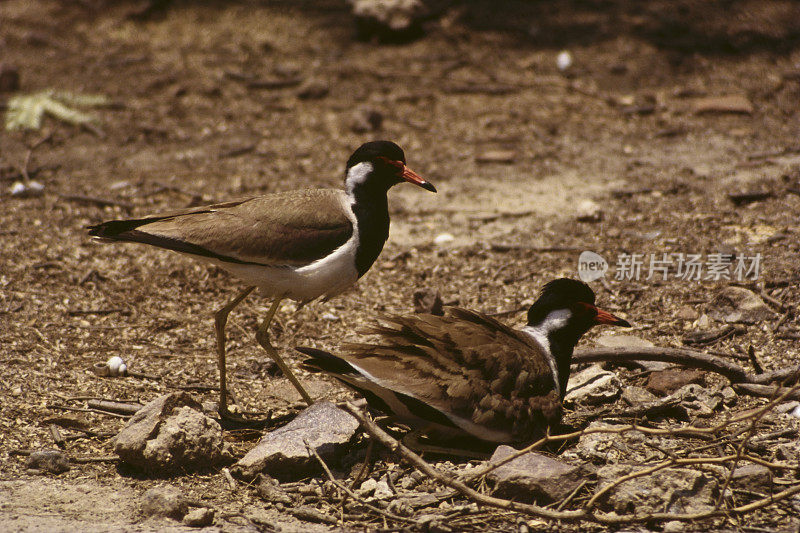 BIRD-Red编成的田凫