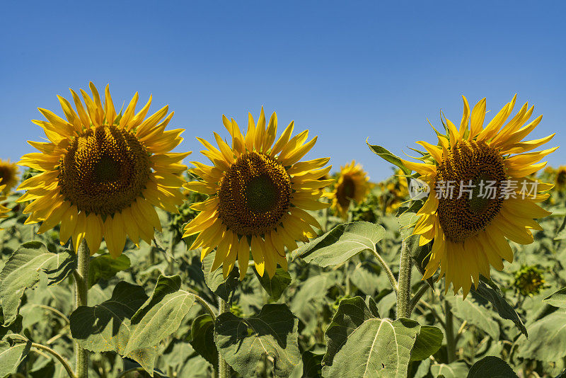 向日葵田