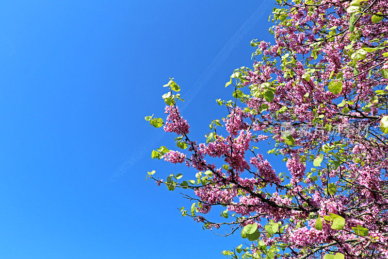 紫荆-犹大树