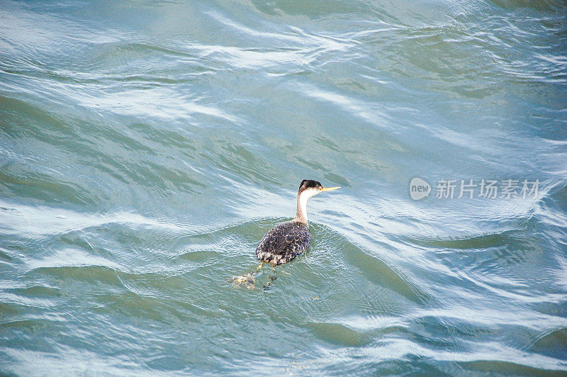 潜鸟在海湾里游泳