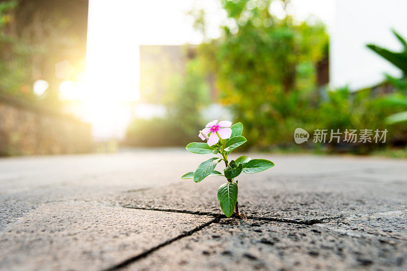 粉红色的花朵生长在裂缝路面